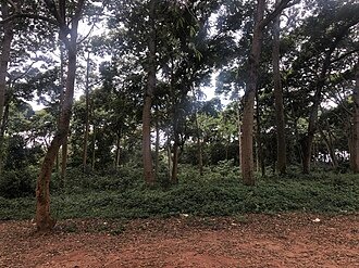 Kitubulu Central Forest Reserve