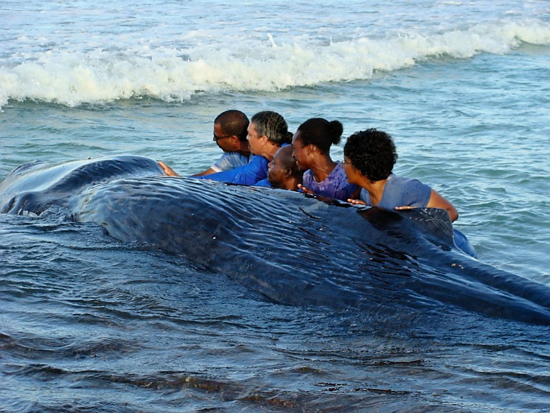 Mammal Conservation from Jamaica Environment Trust (JET), Jamaica